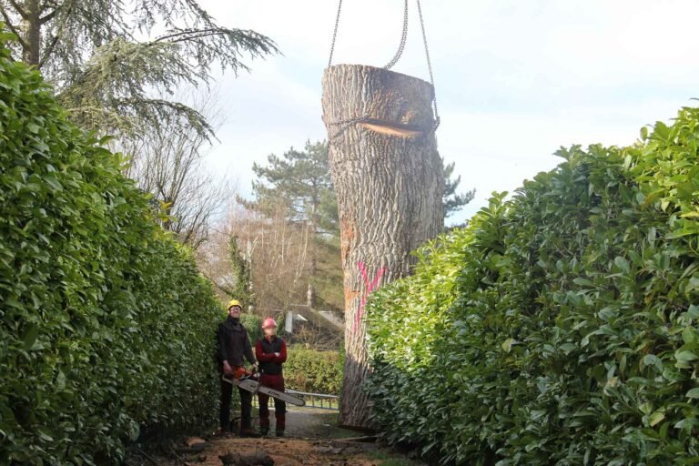 Abattage arbre Normandie