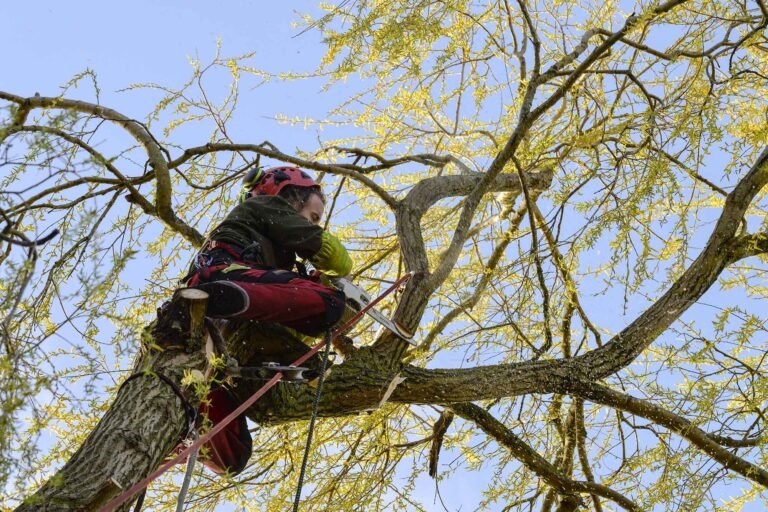 grimpeur élagage normandie