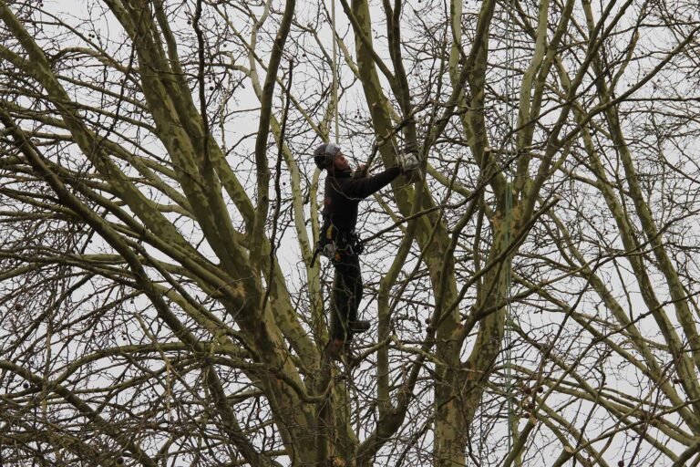 élagage arbre normandie