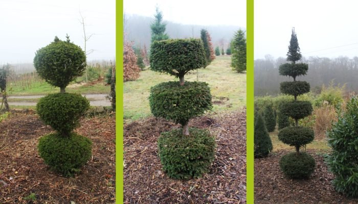 Création espace vert taille